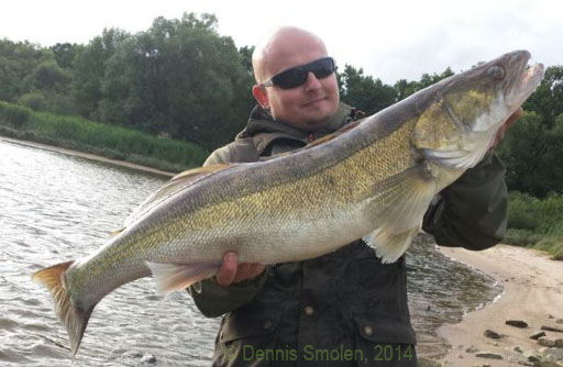 Solche Prachtzander gibt´s in der Elbe.