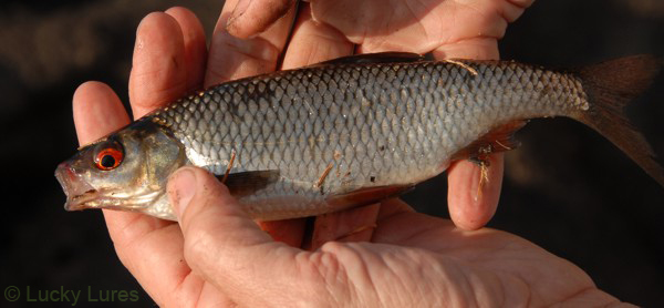 Köderfische und Grundangeln gehören zusammen.