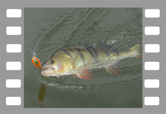 Das Barschangeln in den Kanälen der Niederlande mit Nils Master Pro Angler Daniel Leuchtenberg ist sehr erfolgreich.