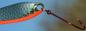Preview: CROC Blinker, Gewicht: 14 Gramm, Farbe: Messing Fire Stripe von Gibbs Delta